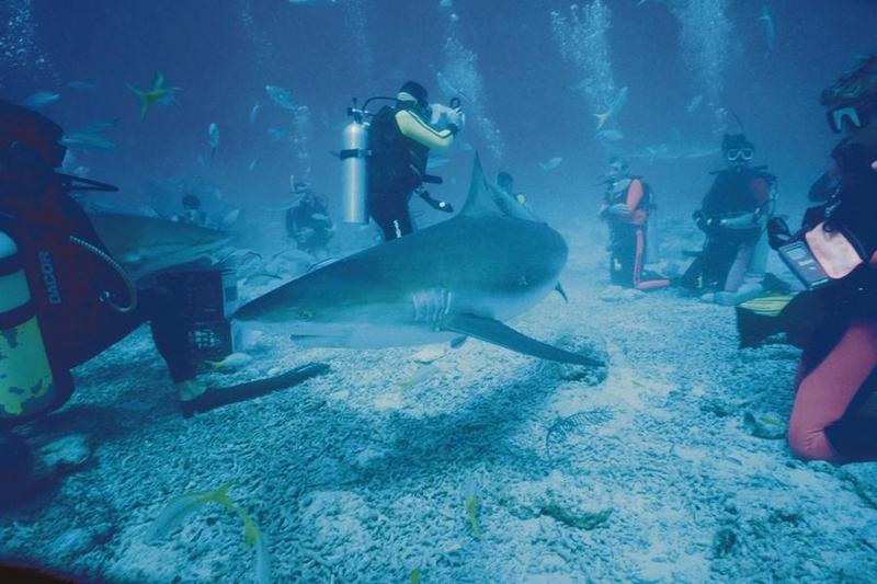 Diver with Shark {!--상어-->; DISPLAY FULL IMAGE.