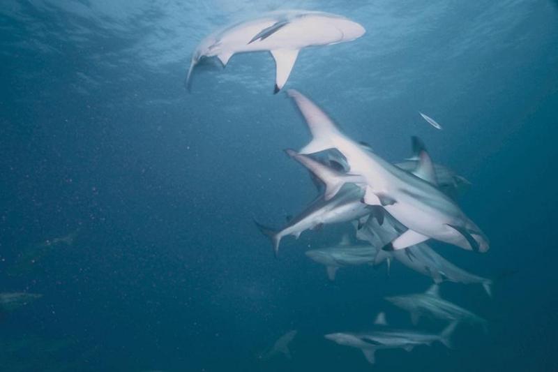 Shark {!--상어-->; DISPLAY FULL IMAGE.