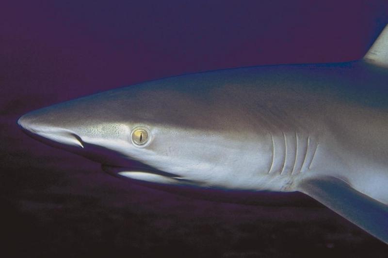 Shark {!--상어-->; DISPLAY FULL IMAGE.