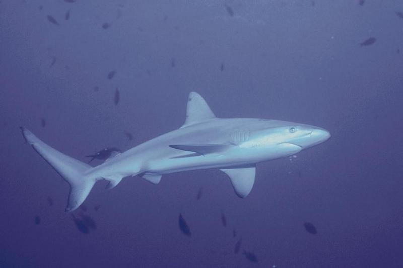 Shark {!--상어-->; DISPLAY FULL IMAGE.