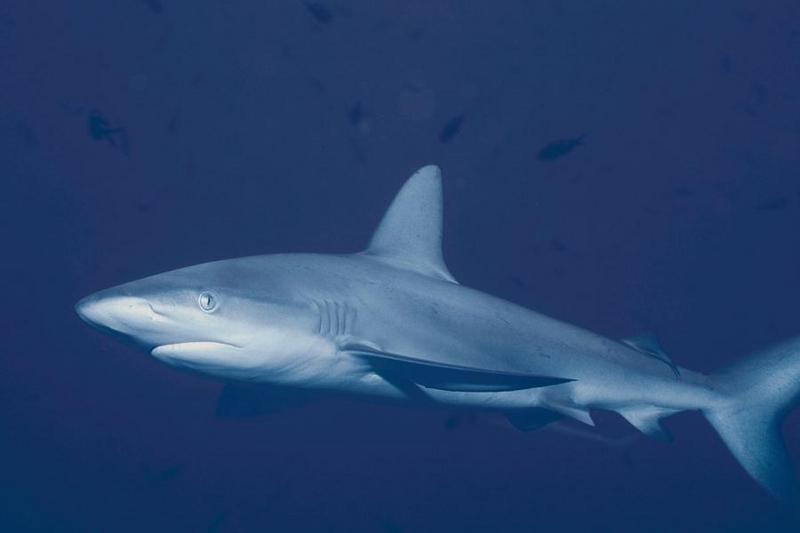 Shark {!--상어-->; DISPLAY FULL IMAGE.