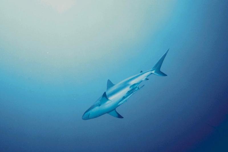 Shark {!--상어-->; DISPLAY FULL IMAGE.