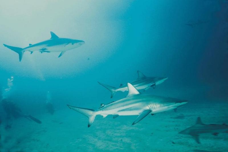 Shark {!--상어-->; DISPLAY FULL IMAGE.