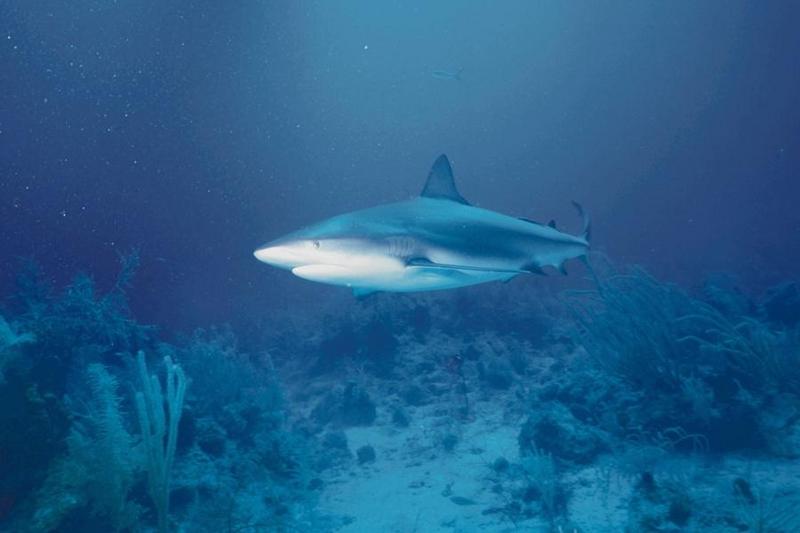 Shark {!--상어-->; DISPLAY FULL IMAGE.