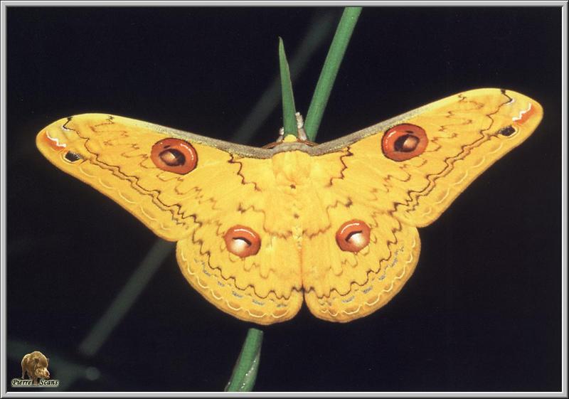 Moth {!--나방-->; DISPLAY FULL IMAGE.
