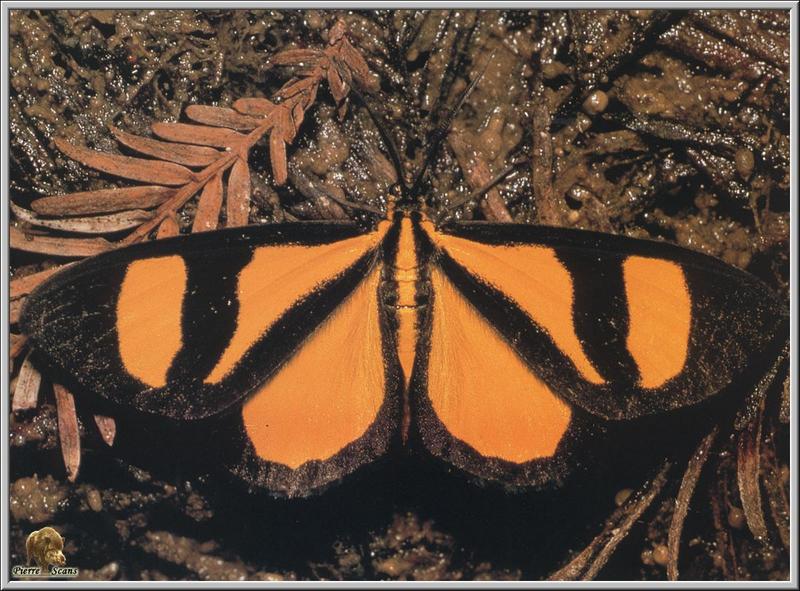 Moth {!--나방-->; DISPLAY FULL IMAGE.