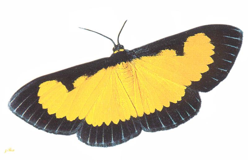 Moth {!--나방-->; DISPLAY FULL IMAGE.