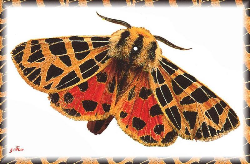 Moth {!--나방-->; DISPLAY FULL IMAGE.