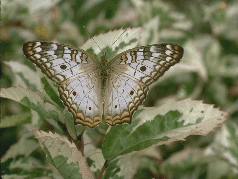 Butterfly {!--나비-->; DISPLAY FULL IMAGE.