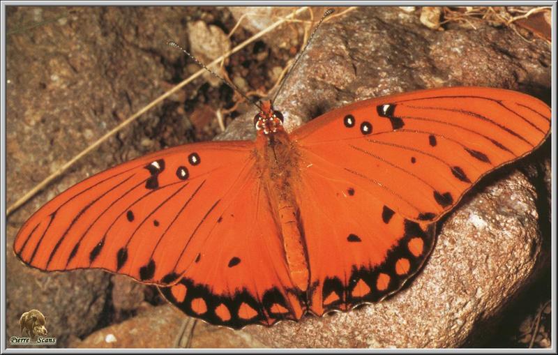 Butterfly {!--나비-->; DISPLAY FULL IMAGE.