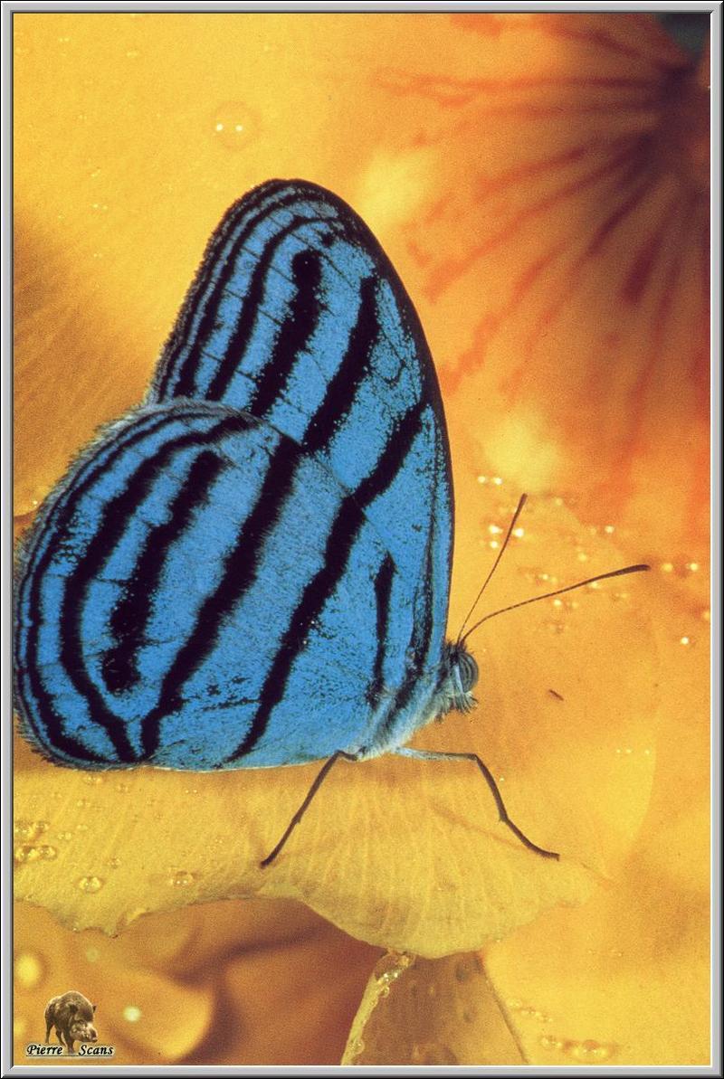 Butterfly {!--나비-->; DISPLAY FULL IMAGE.