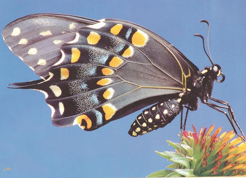 Butterfly {!--나비-->; DISPLAY FULL IMAGE.