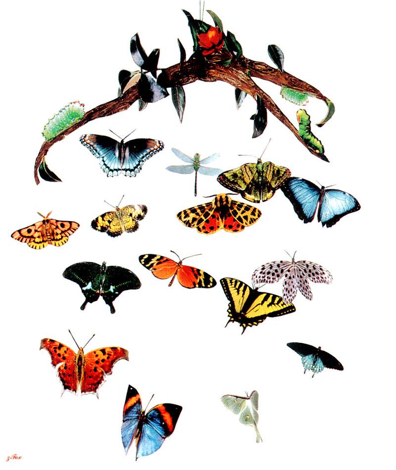 Butterflies {!--나비-->; DISPLAY FULL IMAGE.