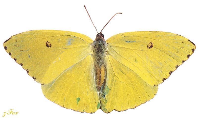 Butterfly {!--노랑나비-->; DISPLAY FULL IMAGE.