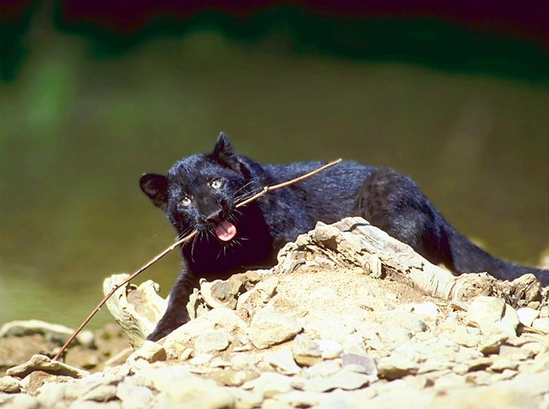 Black Panther {!--흑표범--> cub; DISPLAY FULL IMAGE.