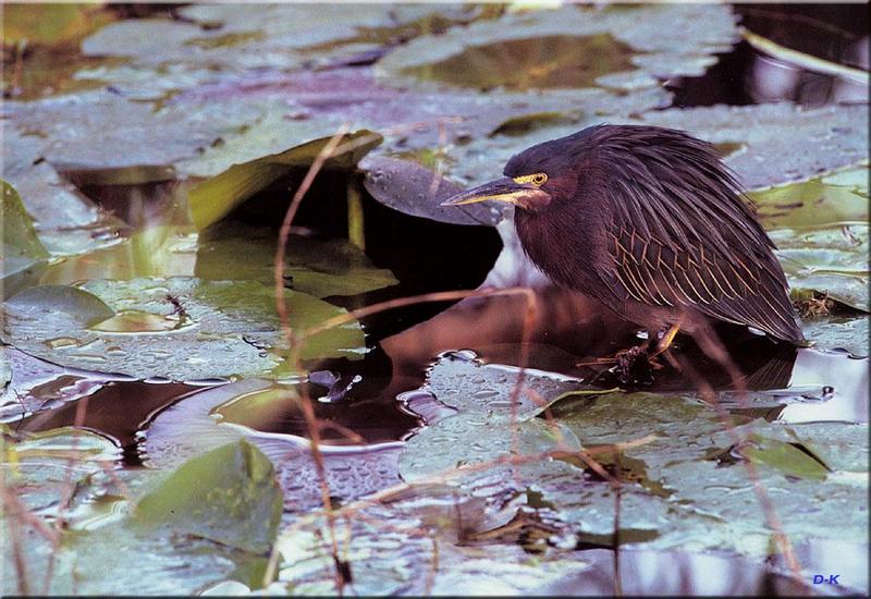 Green-backed Heron {!--검은댕기해오라기--> (Butorides striatus); DISPLAY FULL IMAGE.