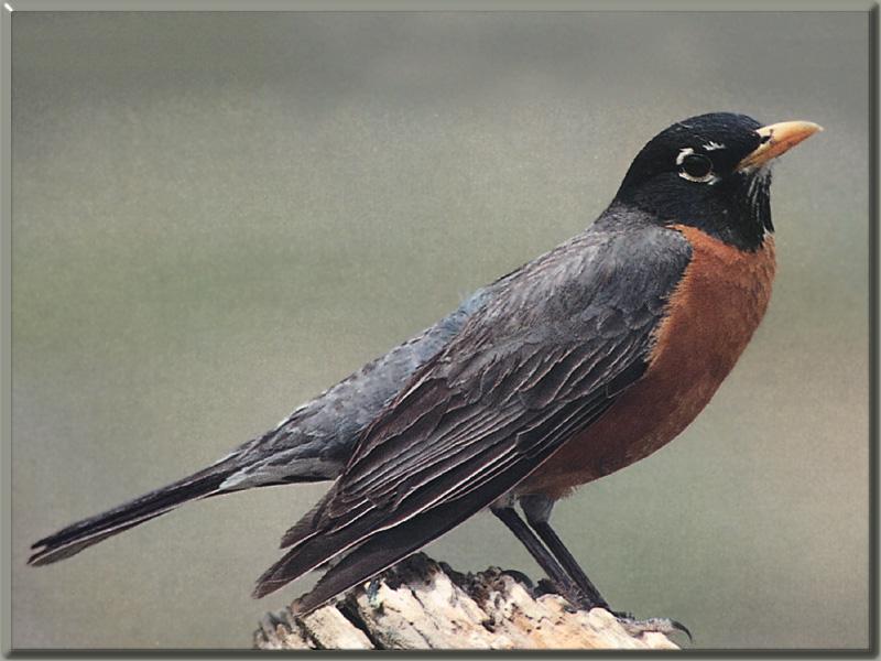 American Robin (Turdus migratorius) {!--아메리카붉은가슴울새-->; DISPLAY FULL IMAGE.