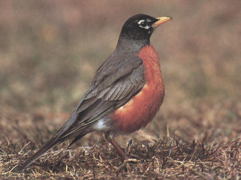 American Robin (Turdus migratorius) {!--아메리카붉은가슴울새-->; DISPLAY FULL IMAGE.