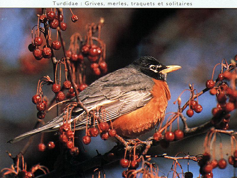 American Robin (Turdus migratorius) {!--아메리카붉은가슴울새-->; DISPLAY FULL IMAGE.