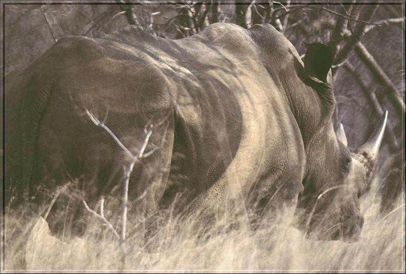 White Rhinoceros (Ceratotherium simum) {!--흰코뿔소-->; DISPLAY FULL IMAGE.