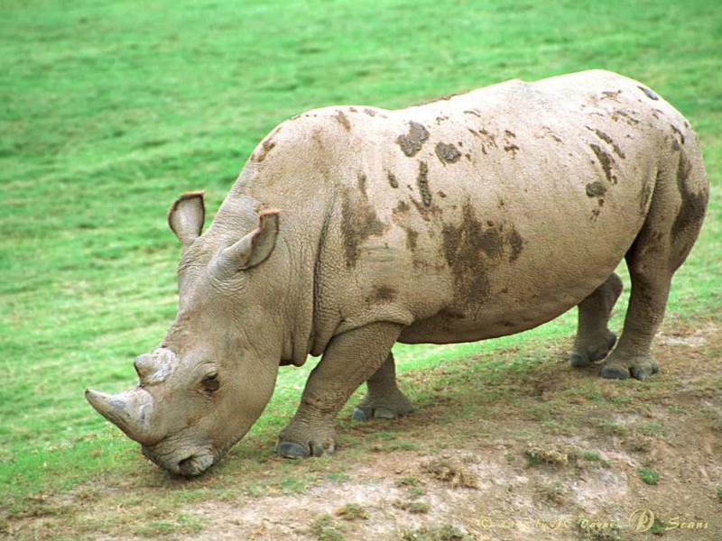 White Rhinoceros (Ceratotherium simum) {!--흰코뿔소-->; DISPLAY FULL IMAGE.