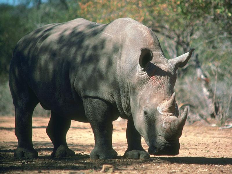 White Rhinoceros (Ceratotherium simum) {!--흰코뿔소-->; DISPLAY FULL IMAGE.