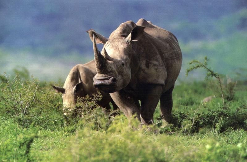 White Rhinoceros (Ceratotherium simum) {!--흰코뿔소-->; DISPLAY FULL IMAGE.