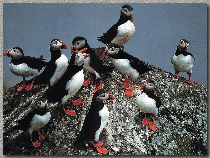 Atlantic Puffin (Fratercula arctica) {!--대서양퍼핀, 퍼핀--> - flock on rock; DISPLAY FULL IMAGE.