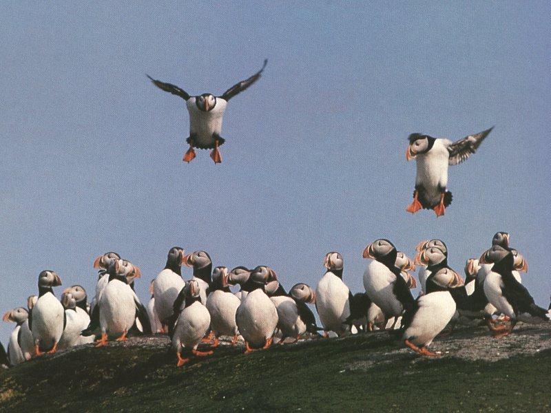 Atlantic Puffin (Fratercula arctica) {!--대서양퍼핀, 퍼핀--> - flock on rock; DISPLAY FULL IMAGE.