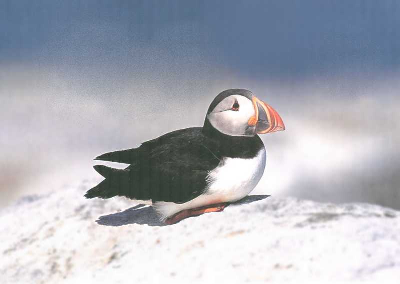 Atlantic Puffin (Fratercula arctica) {!--대서양퍼핀, 퍼핀-->; DISPLAY FULL IMAGE.
