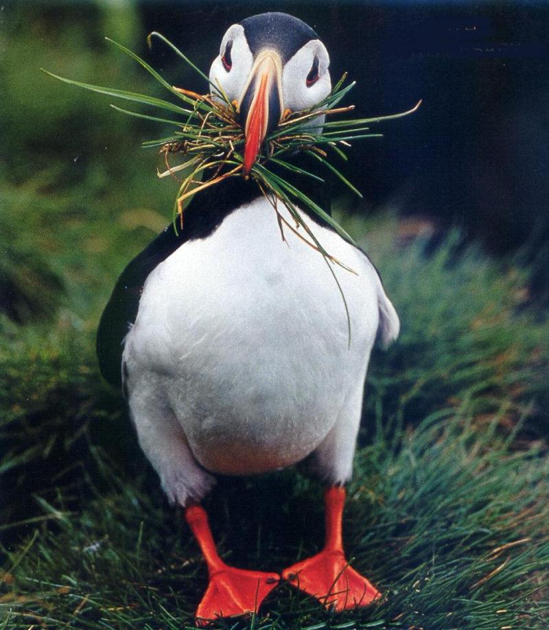 Atlantic Puffin (Fratercula arctica) {!--대서양퍼핀, 퍼핀-->; DISPLAY FULL IMAGE.