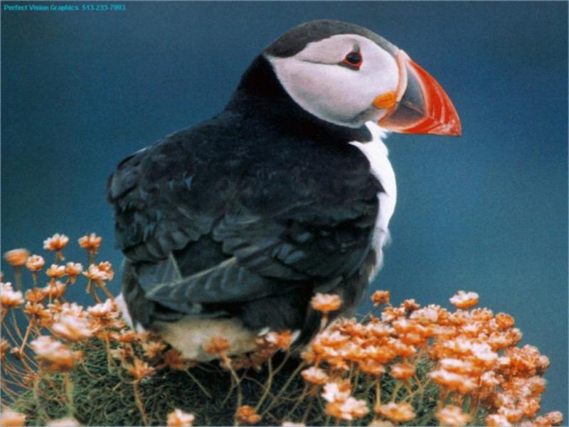 Atlantic Puffin (Fratercula arctica) {!--대서양퍼핀, 퍼핀-->; DISPLAY FULL IMAGE.