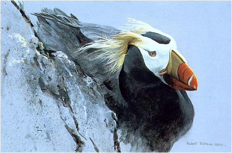 [Animal Art] Robert Bateman - Tufted Puffin portrait {!--갈기퍼핀-->; DISPLAY FULL IMAGE.