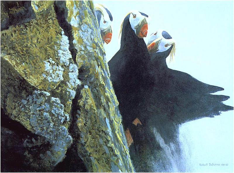 [Animal Art] Robert Bateman - Tufted Puffin{!--갈기퍼핀-->; DISPLAY FULL IMAGE.