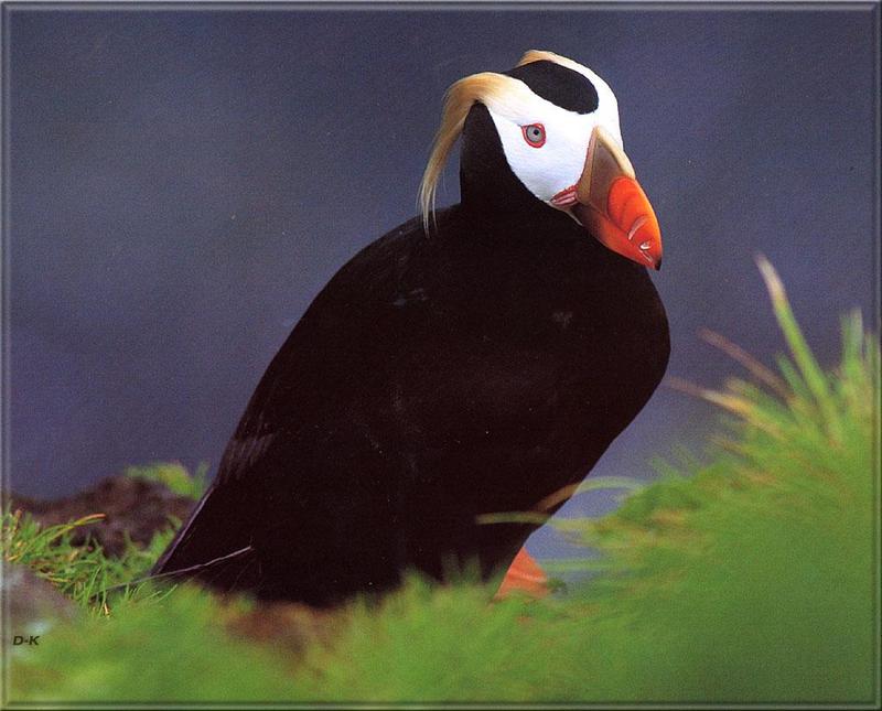 Tufted Puffin {!--갈기퍼핀-->; DISPLAY FULL IMAGE.