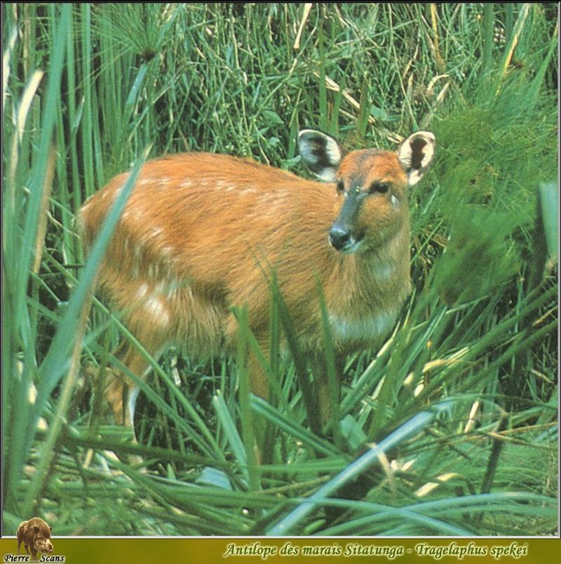 Sitatunga {!--시타퉁가--> (Tragelaphus spekii); DISPLAY FULL IMAGE.