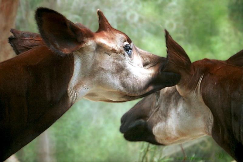 Okapi (Okapia johnstoni) {!--오카피-->; DISPLAY FULL IMAGE.