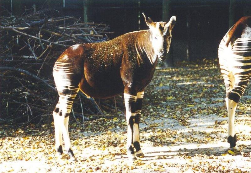 Okapi (Okapia johnstoni) {!--오카피-->; DISPLAY FULL IMAGE.