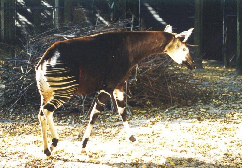 Okapi (Okapia johnstoni) {!--오카피-->; DISPLAY FULL IMAGE.