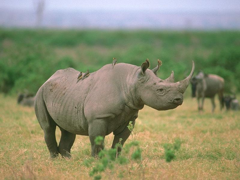 Rhinoceros {!--코뿔소--> and Oxpeckers; DISPLAY FULL IMAGE.