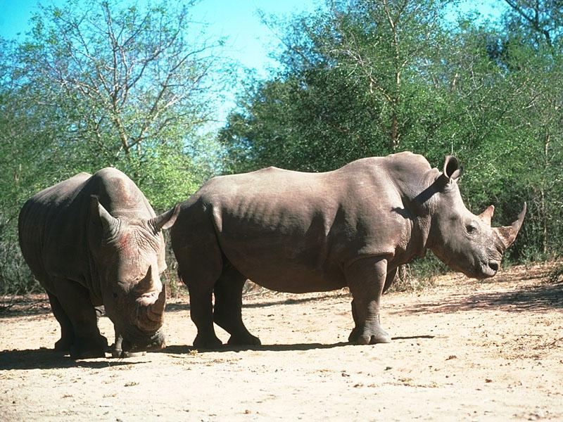 Rhinoceros {!--코뿔소-->; DISPLAY FULL IMAGE.