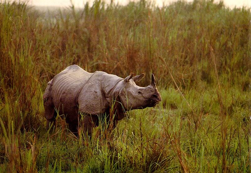 Rhinoceros {!--코뿔소-->; DISPLAY FULL IMAGE.