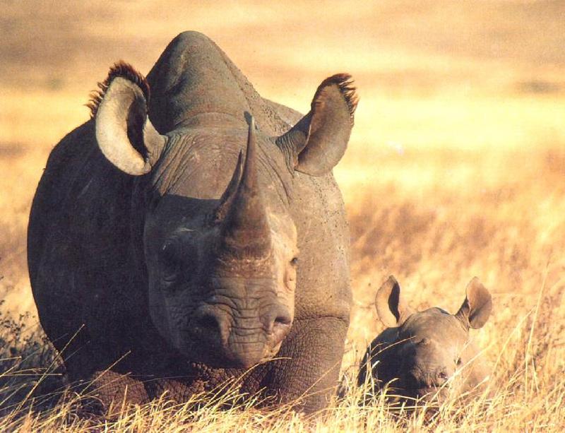 Rhinoceros {!--코뿔소-->; DISPLAY FULL IMAGE.