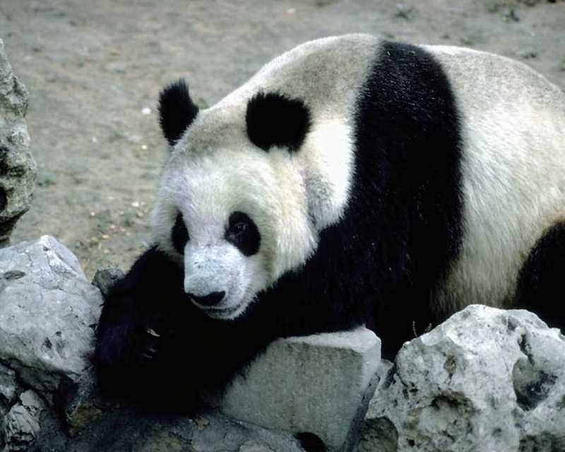 Giant Panda {!--팬더--> (Ailuropoda melanoleuca); DISPLAY FULL IMAGE.