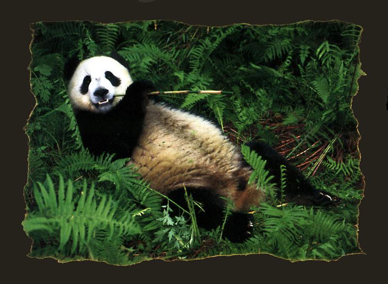 Giant Panda {!--팬더--> (Ailuropoda melanoleuca); DISPLAY FULL IMAGE.