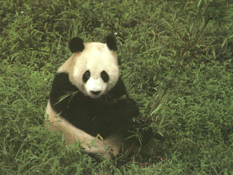 Giant Panda {!--팬더--> (Ailuropoda melanoleuca); DISPLAY FULL IMAGE.