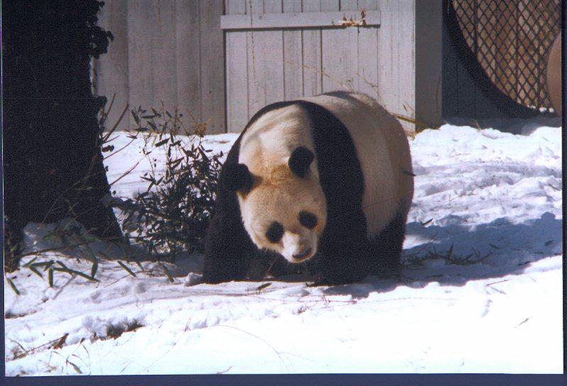 Giant Panda {!--팬더--> (Ailuropoda melanoleuca); DISPLAY FULL IMAGE.