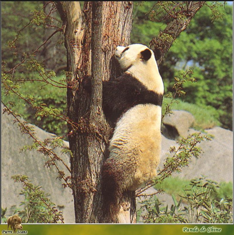 Giant Panda {!--팬더--> (Ailuropoda melanoleuca); DISPLAY FULL IMAGE.