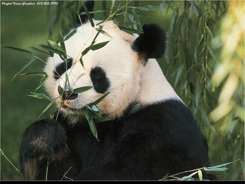 Giant Panda {!--팬더--> (Ailuropoda melanoleuca); DISPLAY FULL IMAGE.