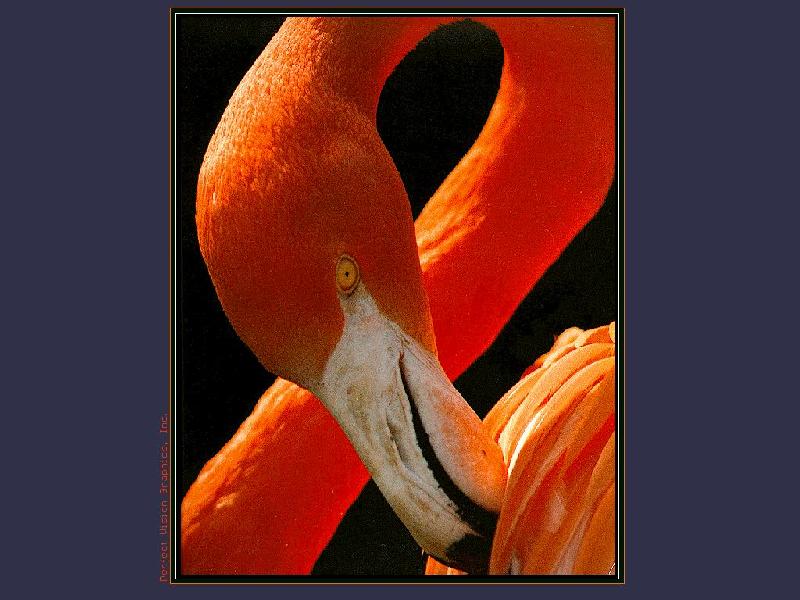 Flamingo {!--홍학--> (Phoenicopterus sp.); DISPLAY FULL IMAGE.